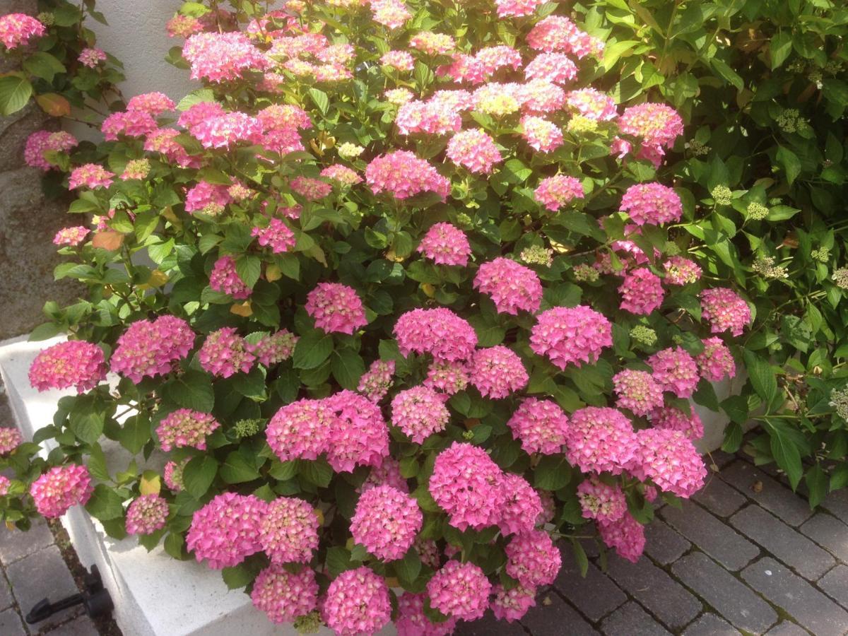 Les Hortensias Lantosque Εξωτερικό φωτογραφία